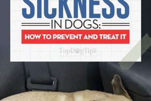 Dog Car Sickness: Causes & Treatments My Caring Dog – Tips, Stories, and Care Guides for Loving Pet Owners Dog Car Sickness: Causes & Treatments | My Caring Dog – Tips, Stories, and Care Guides for Loving Pet Owners
