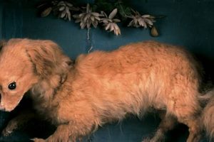 Understanding Why Dogs Suddenly "Turn" Aggressive My Caring Dog – Tips, Stories, and Care Guides for Loving Pet Owners Understanding Why Dogs Suddenly "Turn" Aggressive | My Caring Dog – Tips, Stories, and Care Guides for Loving Pet Owners