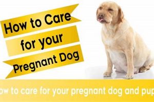 Expert Guide: Pregnant Dog Care Tips & Tricks | My Caring Dog – Tips, Stories, and Care Guides for Loving Pet Owners