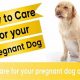 Expert Guide: Pregnant Dog Care Tips & Tricks | My Caring Dog – Tips, Stories, and Care Guides for Loving Pet Owners