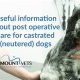 Post Neutering Care For Dogs | My Caring Dog – Tips, Stories, and Care Guides for Loving Pet Owners