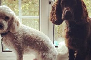Best Dog Day Care in Plymouth | Top Kennels | My Caring Dog – Tips, Stories, and Care Guides for Loving Pet Owners