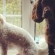 Best Dog Day Care in Plymouth | Top Kennels | My Caring Dog – Tips, Stories, and Care Guides for Loving Pet Owners