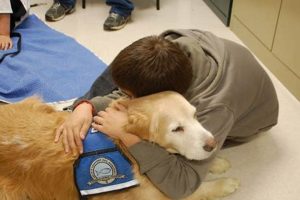 Find Comfort Dog Therapy Near You Now Safem Fabrication - Precision Engineering & Custom Manufacturing Solutions Find Comfort Dog Therapy Near You Now | Safem Fabrication - Precision Engineering & Custom Manufacturing Solutions