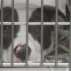 Best St. Louis Dog Shelters: Adopt a Furry Friend | My Caring Dog – Tips, Stories, and Care Guides for Loving Pet Owners