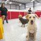 Average Dog Day Care Worker Salary & Hourly Pay | My Caring Dog – Tips, Stories, and Care Guides for Loving Pet Owners