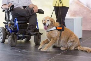 Best Service Dogs for Cars: A Guide My Caring Dog – Tips, Stories, and Care Guides for Loving Pet Owners Best Service Dogs for Cars: A Guide | My Caring Dog – Tips, Stories, and Care Guides for Loving Pet Owners