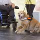 Best Service Dogs for Cars: A Guide | My Caring Dog – Tips, Stories, and Care Guides for Loving Pet Owners