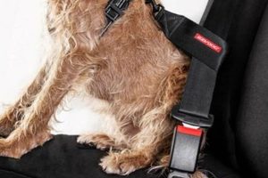 Best Car Dog Seat Belts: Safe & Secure Travel | Safem Fabrication - Precision Engineering & Custom Manufacturing Solutions