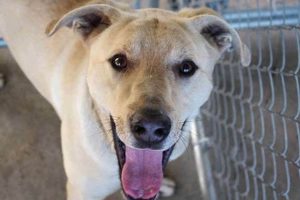 Best Animal Shelters in Northbrook, IL: Adopt Today! My Caring Dog – Tips, Stories, and Care Guides for Loving Pet Owners Best Animal Shelters in Northbrook, IL: Adopt Today! | My Caring Dog – Tips, Stories, and Care Guides for Loving Pet Owners