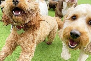 Best Dog Day Care in Sutton Coldfield | Top Kennels My Caring Dog – Tips, Stories, and Care Guides for Loving Pet Owners Best Dog Day Care in Sutton Coldfield | Top Kennels | My Caring Dog – Tips, Stories, and Care Guides for Loving Pet Owners