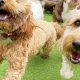 Best Dog Day Care in Sutton Coldfield | Top Kennels | My Caring Dog – Tips, Stories, and Care Guides for Loving Pet Owners