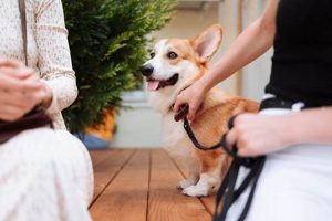 Get a Free Diabetic Alert Dog: Complete Guide My Caring Dog – Tips, Stories, and Care Guides for Loving Pet Owners Get a Free Diabetic Alert Dog: Complete Guide | My Caring Dog – Tips, Stories, and Care Guides for Loving Pet Owners