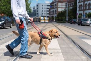 Best Service Pet Training for Your Dog My Caring Dog – Tips, Stories, and Care Guides for Loving Pet Owners Best Service Pet Training for Your Dog | My Caring Dog – Tips, Stories, and Care Guides for Loving Pet Owners