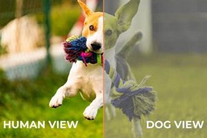 Understanding Car Dogs: A Guide My Caring Dog – Tips, Stories, and Care Guides for Loving Pet Owners Understanding Car Dogs: A Guide | My Caring Dog – Tips, Stories, and Care Guides for Loving Pet Owners