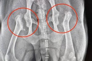 How To Care For Your Dog After Femoral Head Ostectomy | My Caring Dog – Tips, Stories, and Care Guides for Loving Pet Owners