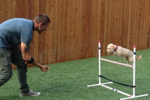 Best Dog Training Near Me: Find Expert Trainers My Caring Dog – Tips, Stories, and Care Guides for Loving Pet Owners Best Dog Training Near Me: Find Expert Trainers | My Caring Dog – Tips, Stories, and Care Guides for Loving Pet Owners