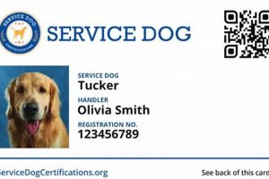 Get a Free Service Dog in California: Complete Guide My Caring Dog – Tips, Stories, and Care Guides for Loving Pet Owners Get a Free Service Dog in California: Complete Guide | My Caring Dog – Tips, Stories, and Care Guides for Loving Pet Owners