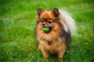 Ultimate Pomeranian Care Guide: Tips & Tricks | My Caring Dog – Tips, Stories, and Care Guides for Loving Pet Owners