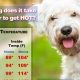 Temperature Safe For Dogs In Car | My Caring Dog – Tips, Stories, and Care Guides for Loving Pet Owners