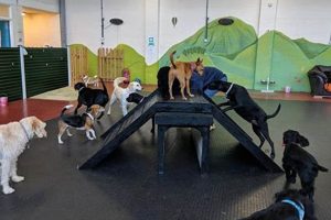 Best Dog Day Care in Hull | Top Kennels Safem Fabrication - Precision Engineering & Custom Manufacturing Solutions Best Dog Day Care in Hull | Top Kennels | Safem Fabrication - Precision Engineering & Custom Manufacturing Solutions