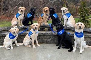 Certified Canine Companion: Car Dog Essentials My Caring Dog – Tips, Stories, and Care Guides for Loving Pet Owners Certified Canine Companion: Car Dog Essentials | My Caring Dog – Tips, Stories, and Care Guides for Loving Pet Owners
