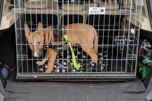 Car Crates For Dogs | My Caring Dog – Tips, Stories, and Care Guides for Loving Pet Owners