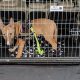 Car Crates For Dogs | My Caring Dog – Tips, Stories, and Care Guides for Loving Pet Owners