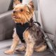 Top Small Dog Car Safety Harnesses: Ultimate Guide | My Caring Dog – Tips, Stories, and Care Guides for Loving Pet Owners