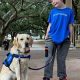 Adoptable Dogs with Unique Needs: Find Your Car Companion | My Caring Dog – Tips, Stories, and Care Guides for Loving Pet Owners