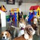 Top Dog Day Care Centers in Southern Highlands NV | My Caring Dog – Tips, Stories, and Care Guides for Loving Pet Owners
