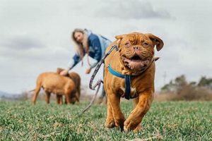 Top Dog Day Care in Murfreesboro TN: Best Options My Caring Dog – Tips, Stories, and Care Guides for Loving Pet Owners Top Dog Day Care in Murfreesboro TN: Best Options | My Caring Dog – Tips, Stories, and Care Guides for Loving Pet Owners