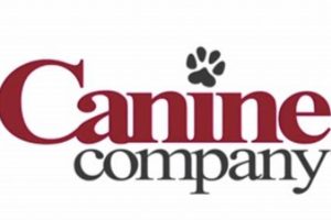 Top Canine Companies in CT for Car Dogs My Caring Dog – Tips, Stories, and Care Guides for Loving Pet Owners Top Canine Companies in CT for Car Dogs | My Caring Dog – Tips, Stories, and Care Guides for Loving Pet Owners