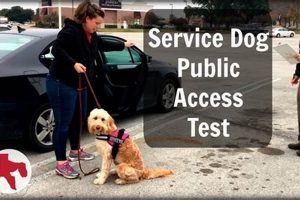 Service Dog Public Access Test: A Guide My Caring Dog – Tips, Stories, and Care Guides for Loving Pet Owners Service Dog Public Access Test: A Guide | My Caring Dog – Tips, Stories, and Care Guides for Loving Pet Owners