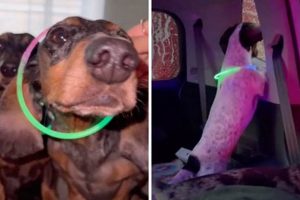 Ultimate Weiner Dog Car Wash Rave & Fest My Caring Dog – Tips, Stories, and Care Guides for Loving Pet Owners Ultimate Weiner Dog Car Wash Rave & Fest | My Caring Dog – Tips, Stories, and Care Guides for Loving Pet Owners