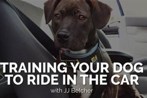 Dog Car Training: Easy Steps for Safe Rides My Caring Dog – Tips, Stories, and Care Guides for Loving Pet Owners Dog Car Training: Easy Steps for Safe Rides | My Caring Dog – Tips, Stories, and Care Guides for Loving Pet Owners