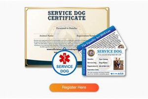 Legit Online Service Dog Certification: Guide | My Caring Dog – Tips, Stories, and Care Guides for Loving Pet Owners