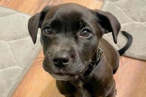 Best Puppy Rescue Chicago: Adopt, Don't Shop My Caring Dog – Tips, Stories, and Care Guides for Loving Pet Owners Best Puppy Rescue Chicago: Adopt, Don't Shop | My Caring Dog – Tips, Stories, and Care Guides for Loving Pet Owners