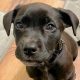 Best Puppy Rescue Chicago: Adopt, Don't Shop | My Caring Dog – Tips, Stories, and Care Guides for Loving Pet Owners