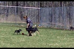 Best Dog Day Care in Ithaca | Top Kennels My Caring Dog – Tips, Stories, and Care Guides for Loving Pet Owners Best Dog Day Care in Ithaca | Top Kennels | My Caring Dog – Tips, Stories, and Care Guides for Loving Pet Owners