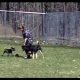 Best Dog Day Care in Ithaca | Top Kennels | My Caring Dog – Tips, Stories, and Care Guides for Loving Pet Owners