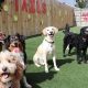 Best Dog Day Care in Gilroy: Top Centers | My Caring Dog – Tips, Stories, and Care Guides for Loving Pet Owners
