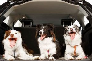 Safe Car Rides With Dogs: Tips & Essentials | My Caring Dog – Tips, Stories, and Care Guides for Loving Pet Owners