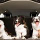 Safe Car Rides With Dogs: Tips & Essentials | My Caring Dog – Tips, Stories, and Care Guides for Loving Pet Owners