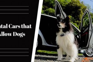 Top Pet-Friendly Car Rentals for Your Dog My Caring Dog – Tips, Stories, and Care Guides for Loving Pet Owners Top Pet-Friendly Car Rentals for Your Dog | My Caring Dog – Tips, Stories, and Care Guides for Loving Pet Owners