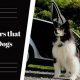 Top Pet-Friendly Car Rentals for Your Dog | My Caring Dog – Tips, Stories, and Care Guides for Loving Pet Owners