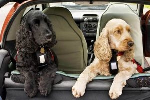 Renting a Car with Your Dog: Policies & Tips My Caring Dog – Tips, Stories, and Care Guides for Loving Pet Owners Renting a Car with Your Dog: Policies & Tips | My Caring Dog – Tips, Stories, and Care Guides for Loving Pet Owners