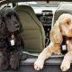 Renting a Car with Your Dog: Policies & Tips | My Caring Dog – Tips, Stories, and Care Guides for Loving Pet Owners