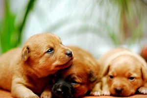 Best Canine Dogs for Car Travel My Caring Dog – Tips, Stories, and Care Guides for Loving Pet Owners Best Canine Dogs for Car Travel | My Caring Dog – Tips, Stories, and Care Guides for Loving Pet Owners