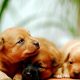Best Canine Dogs for Car Travel | My Caring Dog – Tips, Stories, and Care Guides for Loving Pet Owners